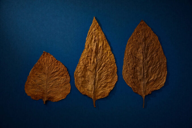 三大銘葉の国分葉、水府葉、秦野葉